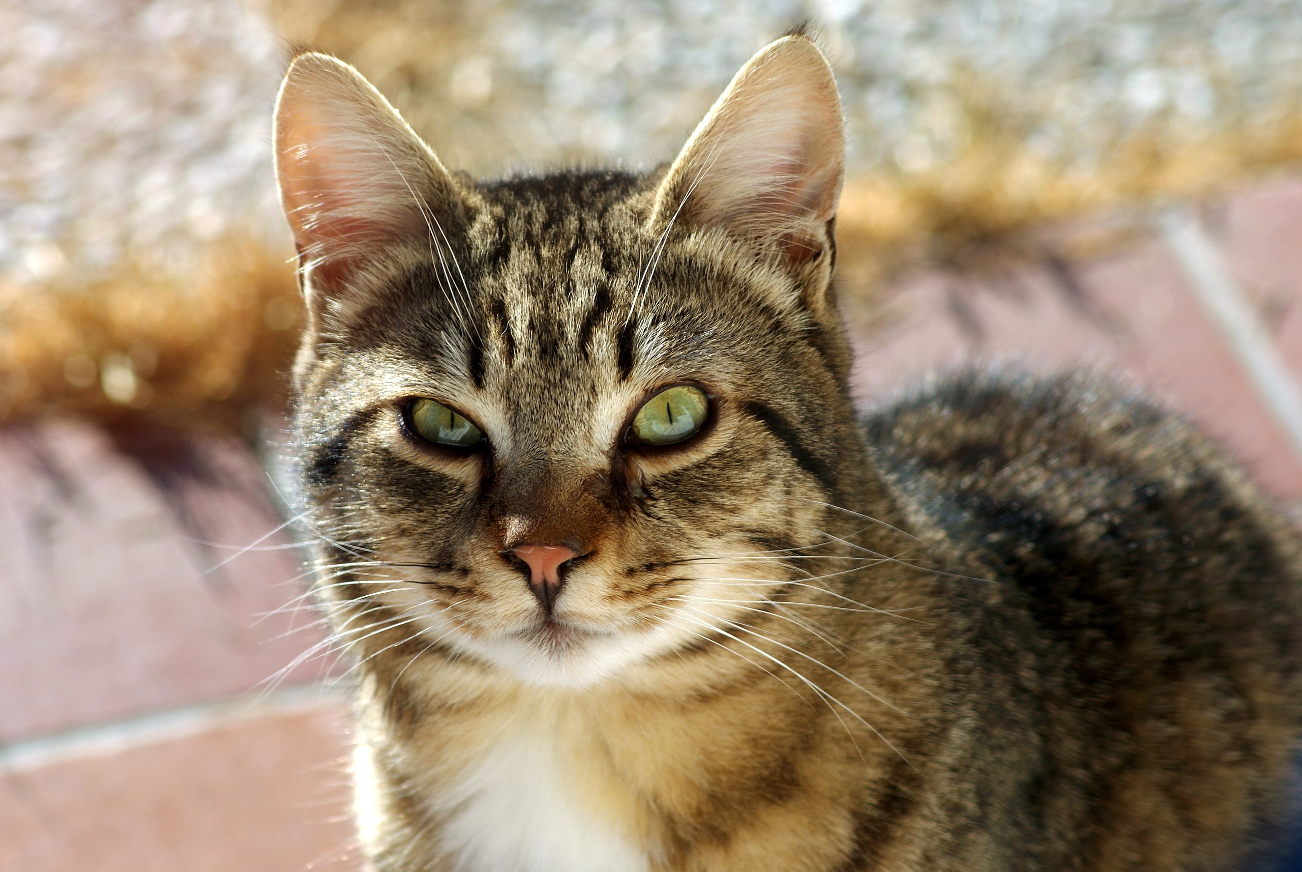 this-is-a-cat